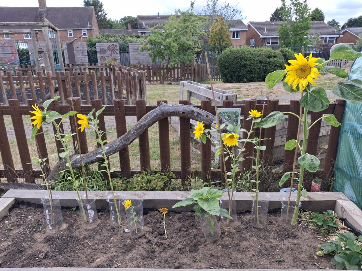 Sunflowers